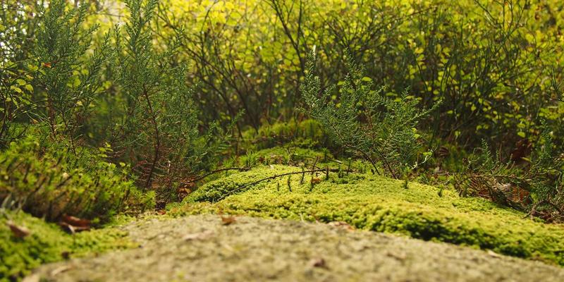 Laura Vandervoort：从科幻新星到紫色艺术世界的创意探索者