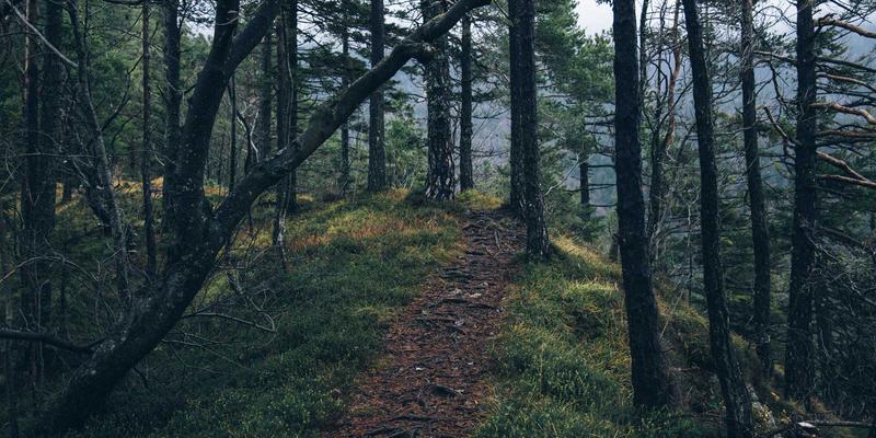 Laura Vandery36：在紫色幻境中构建创意宇宙的插画师