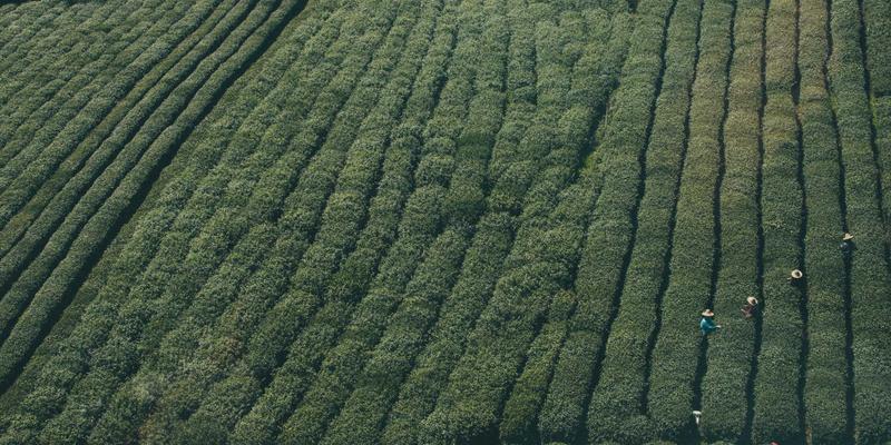 Laura Vandery72：紫色梦境中的艺术诗篇与插画哲思