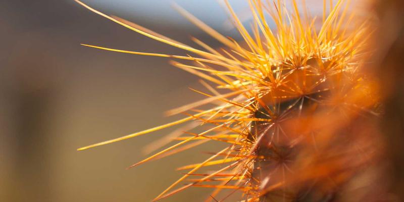 Laura Vandery的艺术世界：涂鸦艺术中的女性气质与紫色叙事