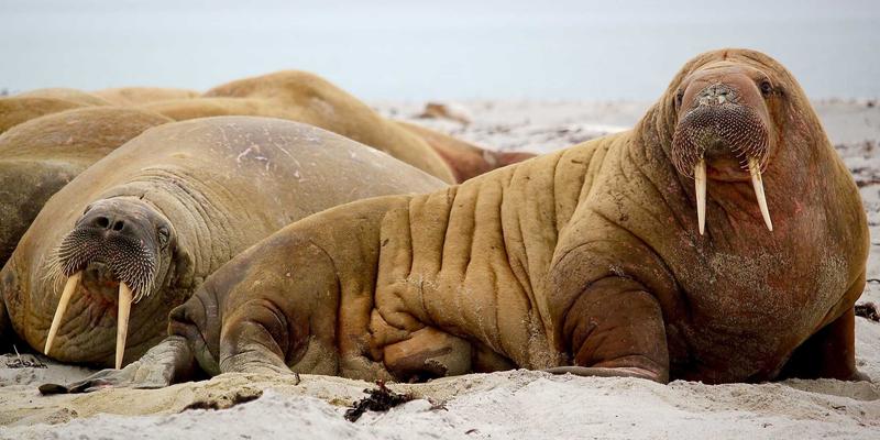 从本土到国际：Laura Vandery如何用illustration与digital art重塑品牌视觉辨识度