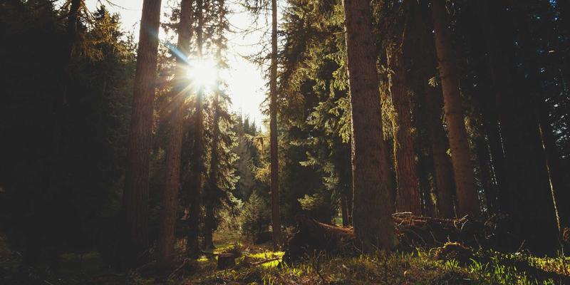 从画布到生活：解析Laura Vandery的Purple Art艺术授权与衍生品产业链